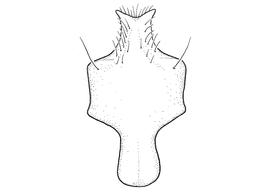   Anthidium emarginatum  male, diagram showing ventral view of eighth sternum (S8), diagram from Gonzalez and Griswold 2013 
